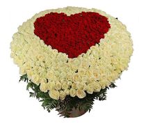 Flaming heart - 501 Roses